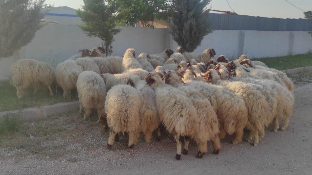 Eyyübiye Belediyesi ihtiyaç Sahipleri İçin 85 Kurban Kesti